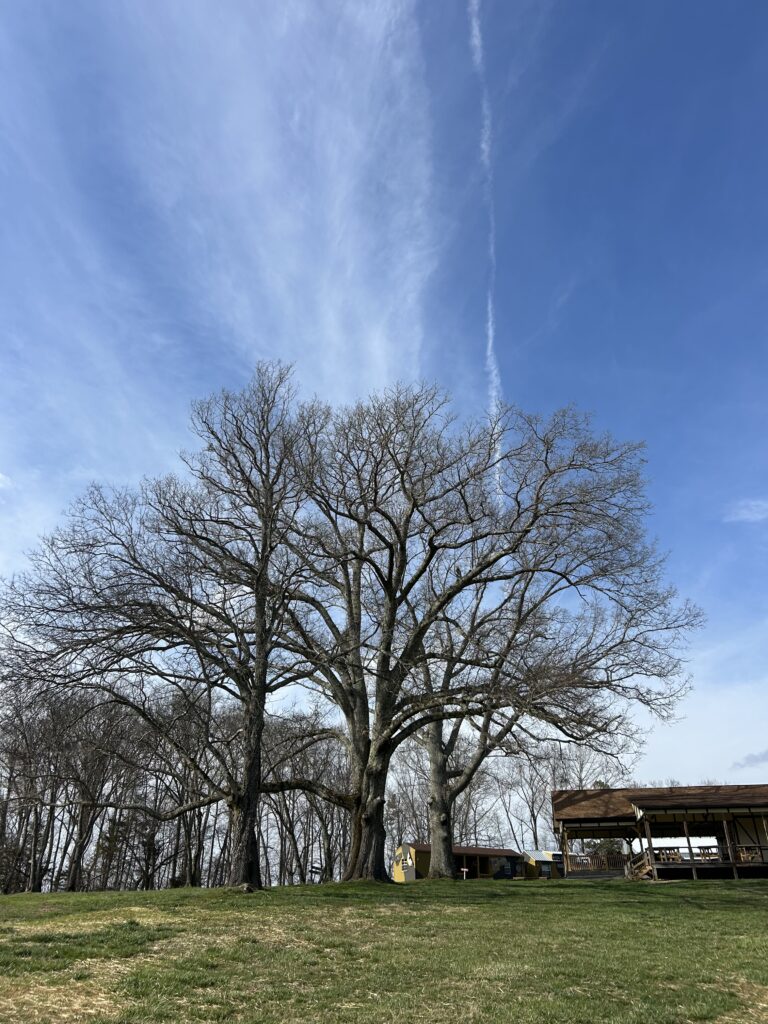 Large mature oak trees overlooking the outdoor event grounds and pavilion at Terra Bellum